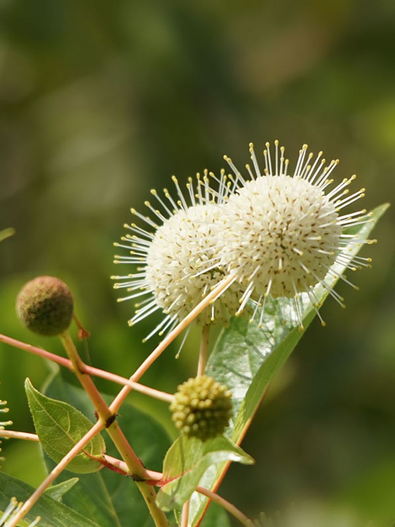 Buttonbush Pushes New Growth And Summer Blooms