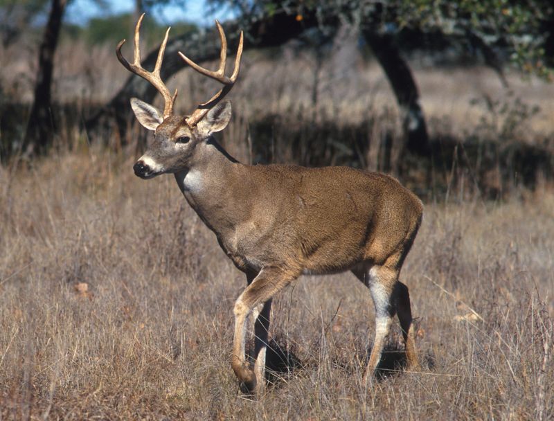 Habitat Edge Areas See Higher Deer Browse Pressure