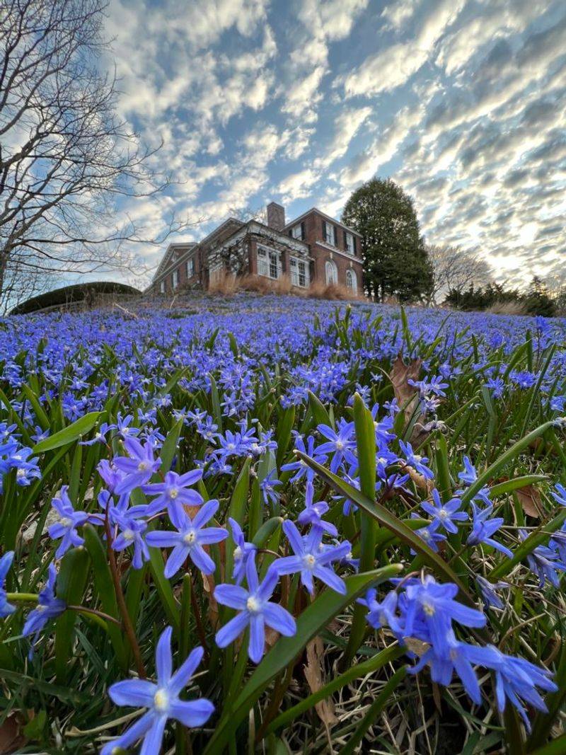 Glory Of The Snow Blooms As Winter Fades