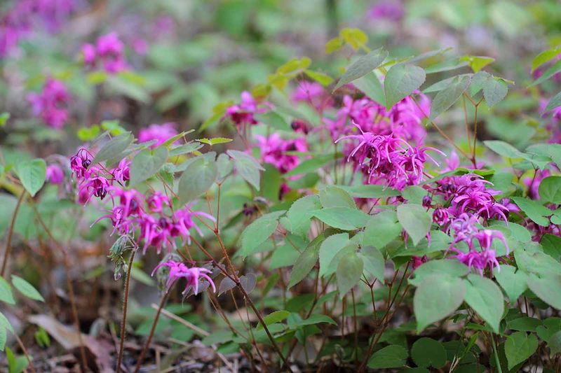 Barrenwort (Epimedium spp.)