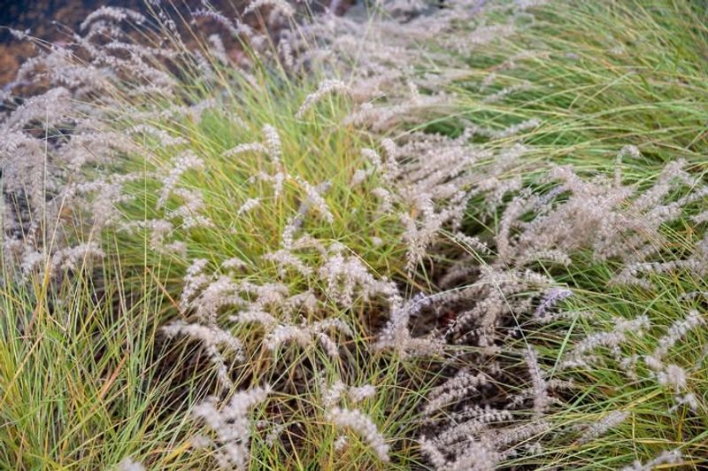 Areas Of Tall Grass Or Thick Vegetation