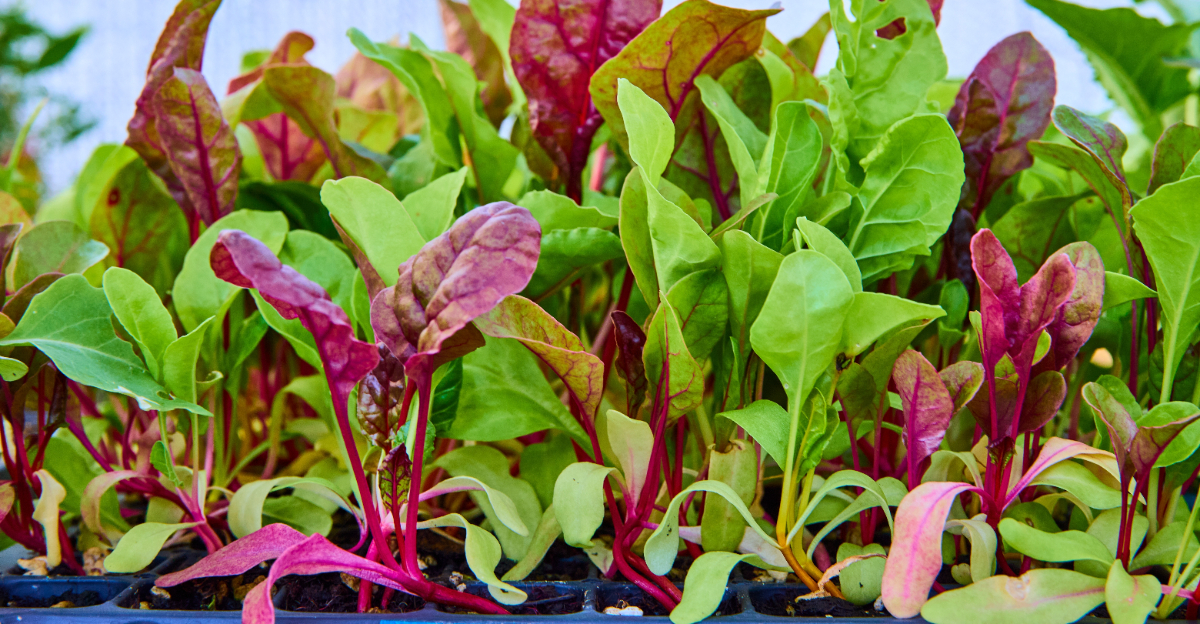 vegetables (featured image)