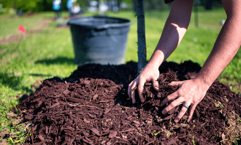 Best Time To Mulch Before Summer Heat