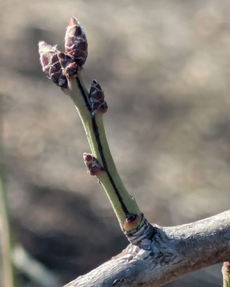 New Buds Begin Swelling On Trees And Shrubs