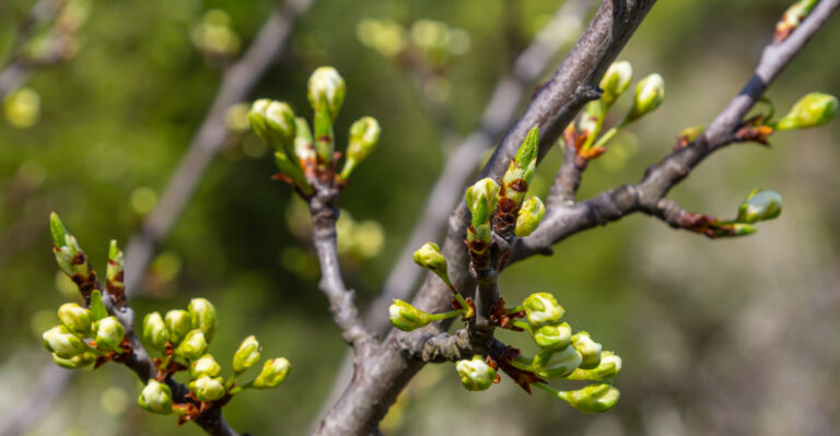 tree (featured image)