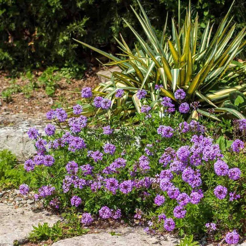 Trailing Verbena Covers Bare Soil Before Spring