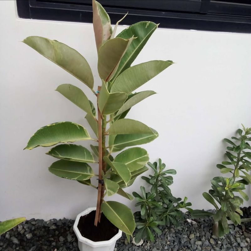 Layering And Leaf Cuttings That Multiply Plants Even Faster