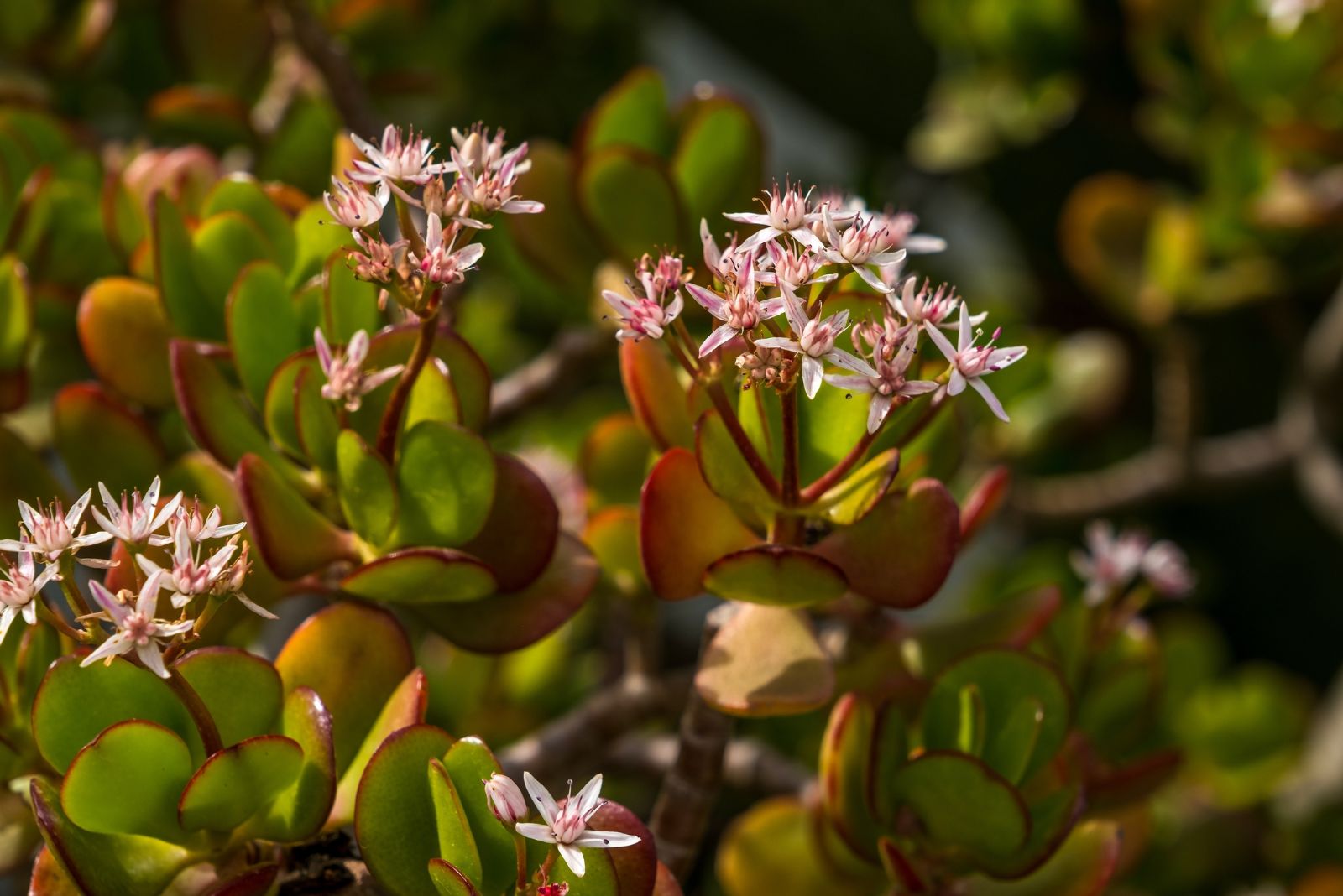 jade plant flowers
