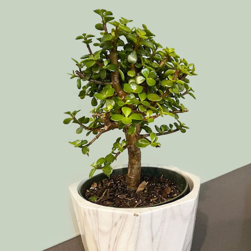 Give Your Jade Plant A Cold Winter Rest