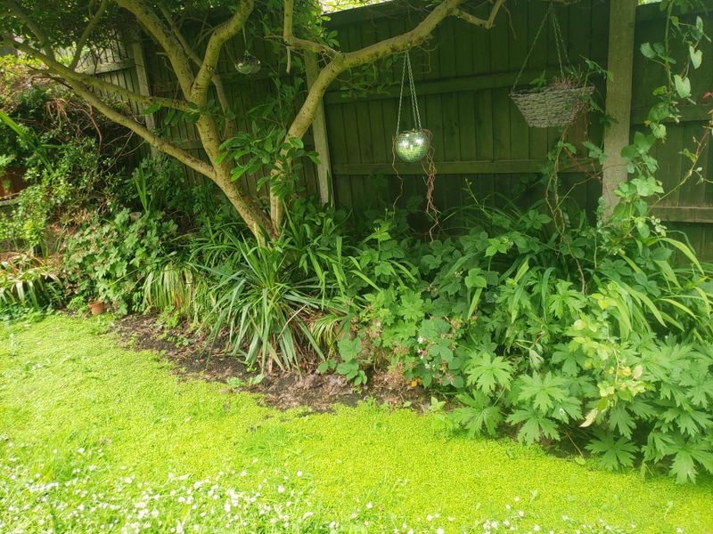 Garden Conditions That Attract Slugs