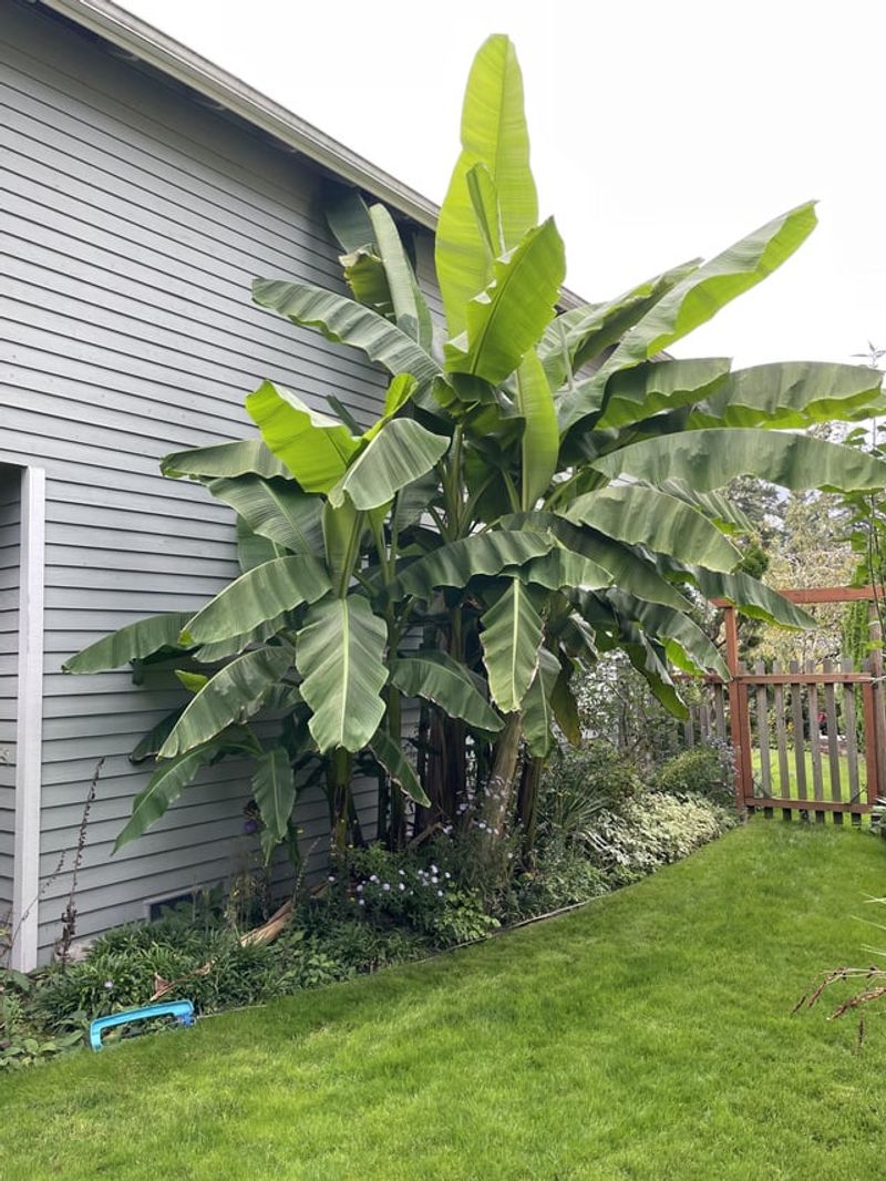 Soil, Water, And Feeding Basics That Keep Banana Plants Growing Strong