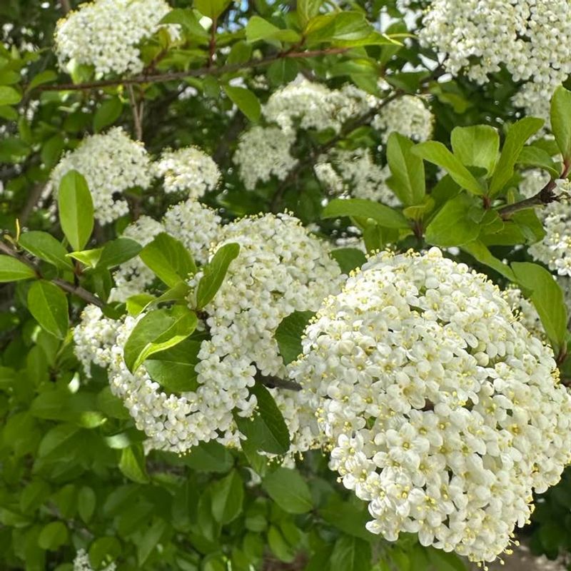 Walter's Viburnum Is Tough, Reliable And Evergreen