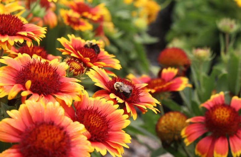 Coreopsis And Blanket Flower