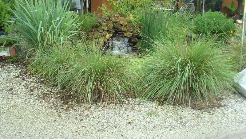 Dwarf Fakahatchee Grass Adds Soft Texture