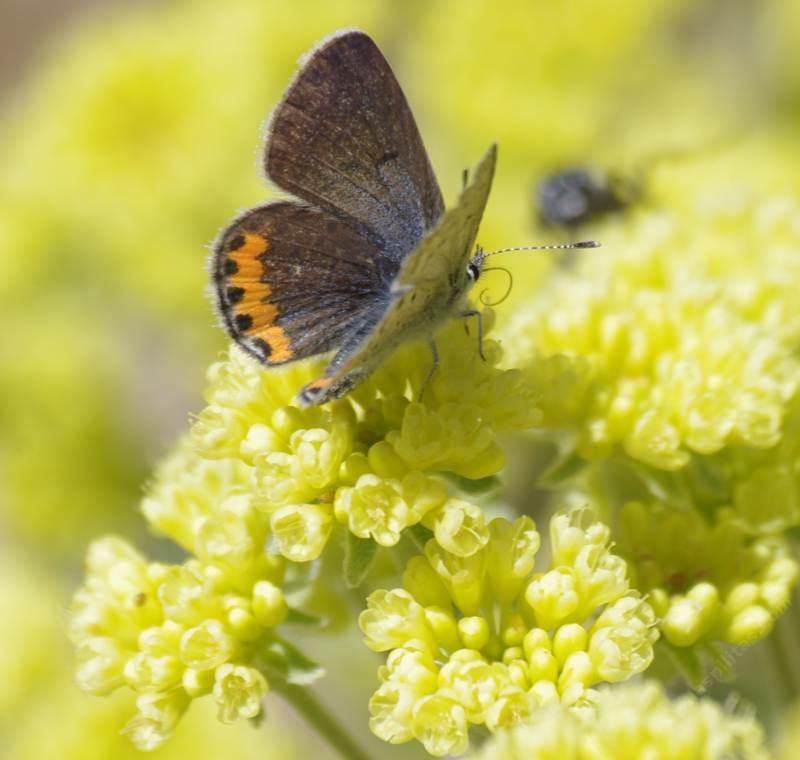 Sulphur Buckwheat (Eriogonum umbellatum)