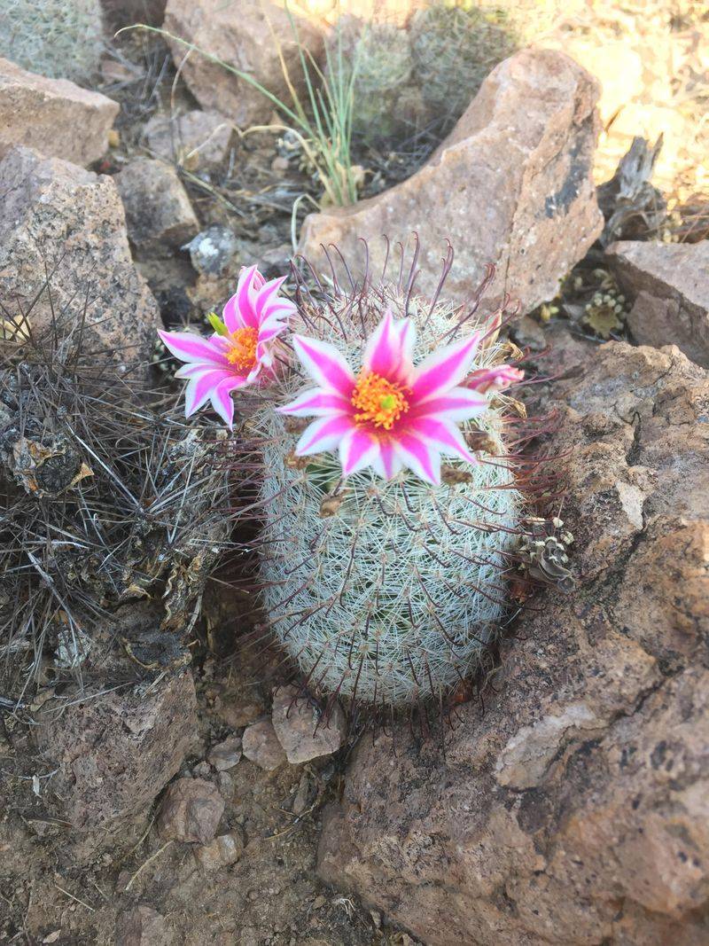 Inspect For Winter Rot At The Base