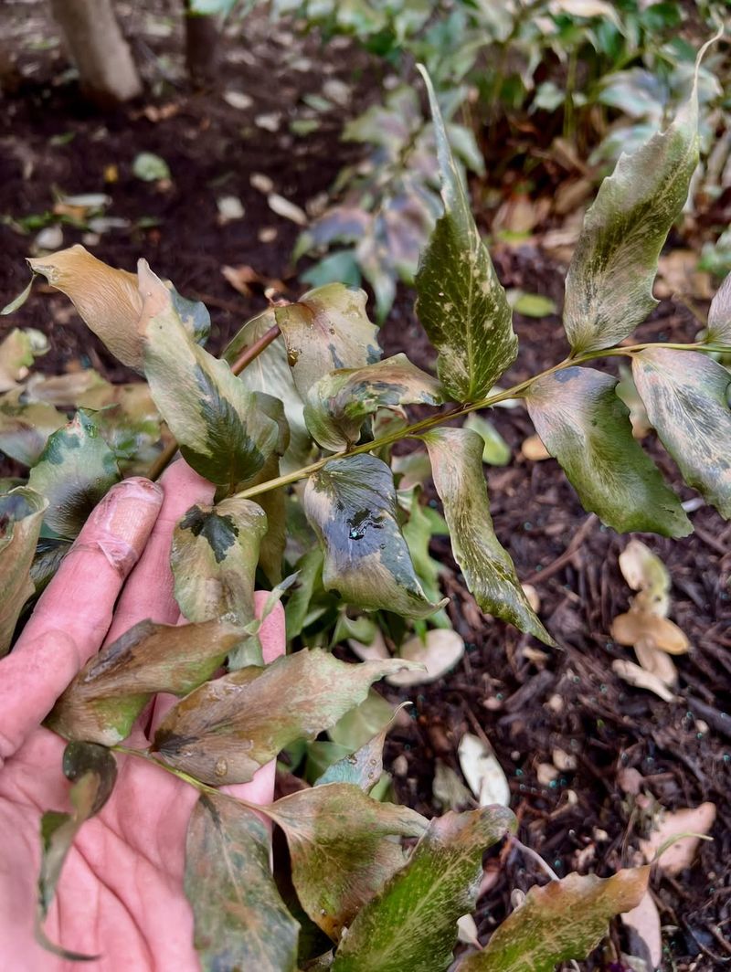Protect Roots With Fresh Mulch