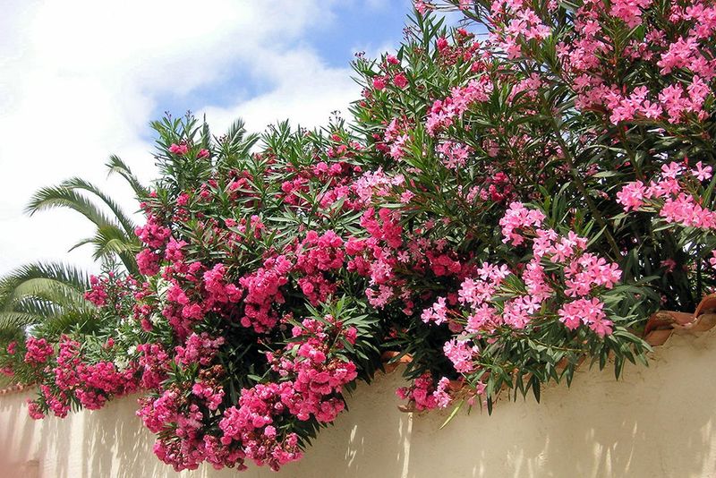 Do Not Rely On Oleander In Storm Zones