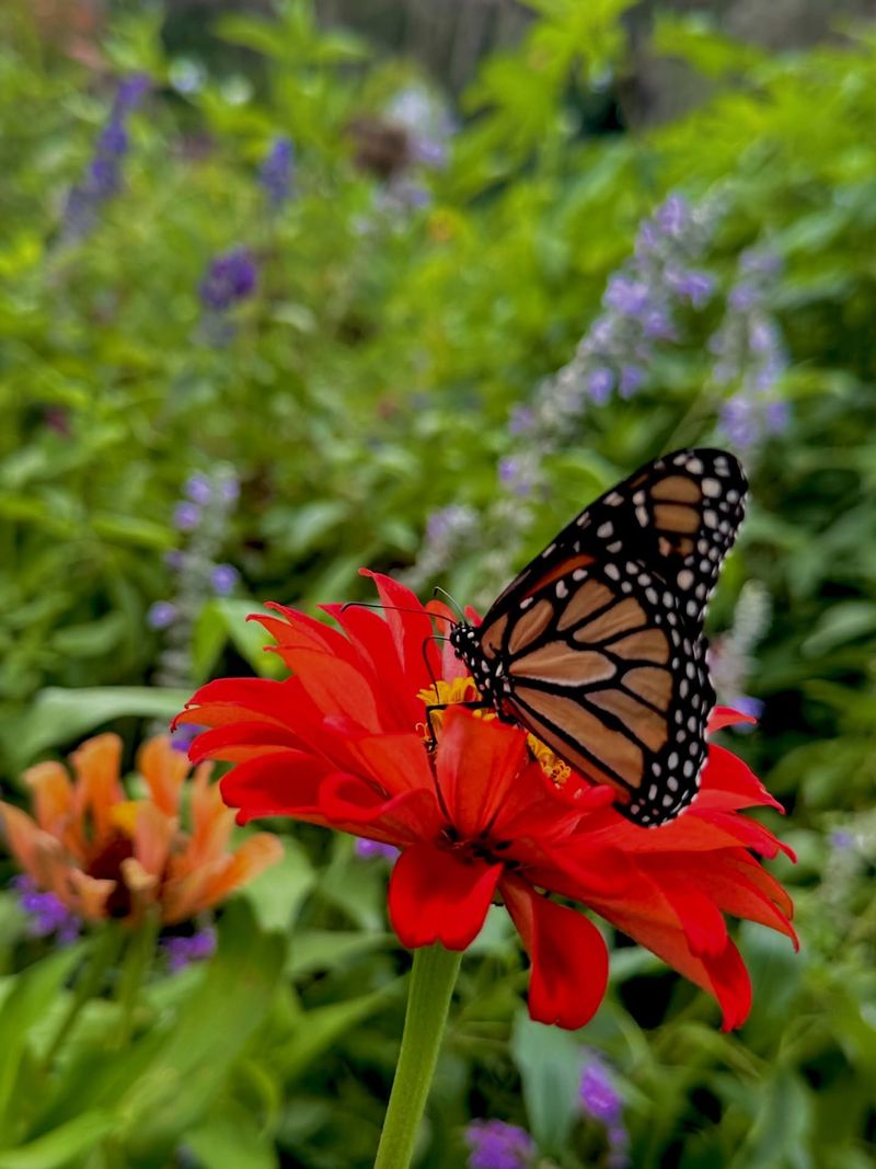 Layer Plants By Height To Offer Shelter From Extreme Heat