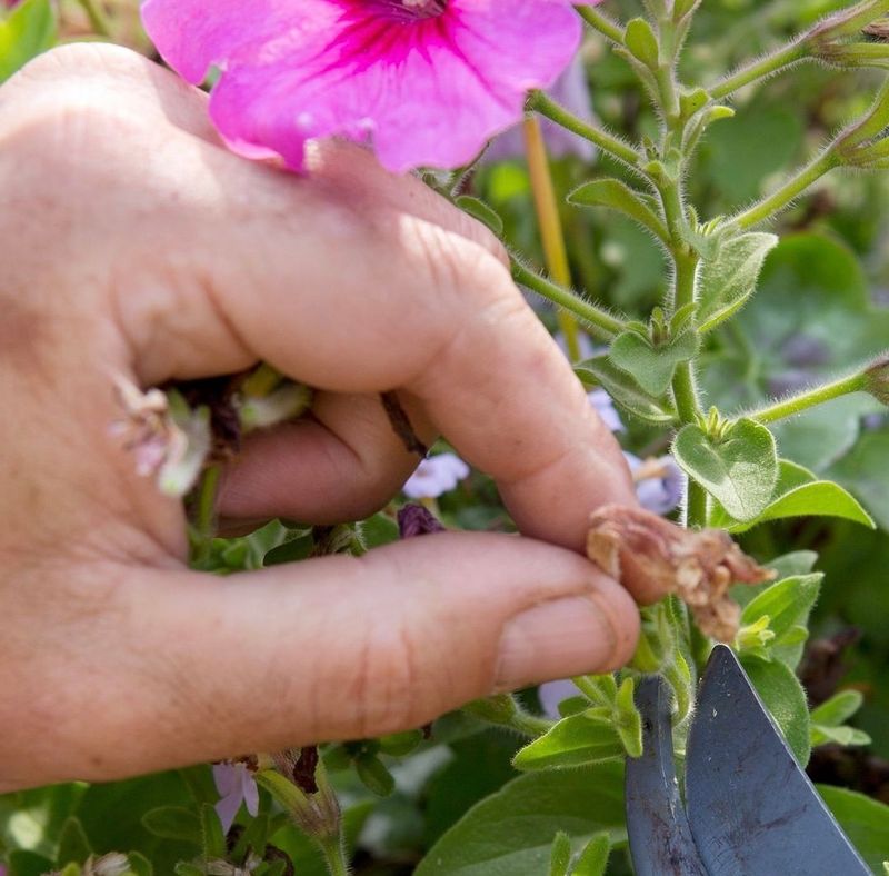 Keep Blooms Coming With Simple Deadheading