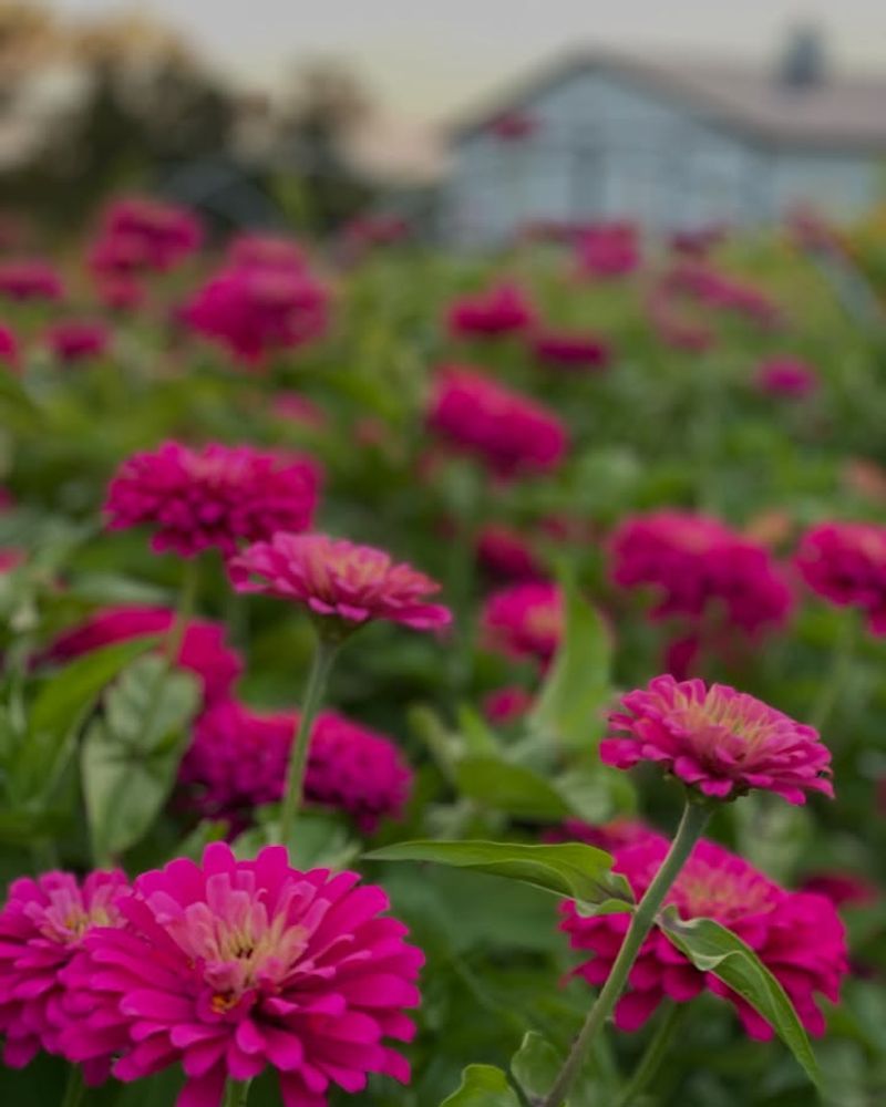 Letting Roots Sit In Soggy Florida Soil