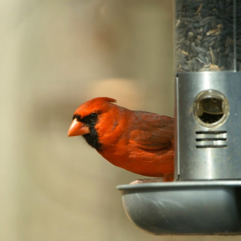 Using The Wrong Bird Feed