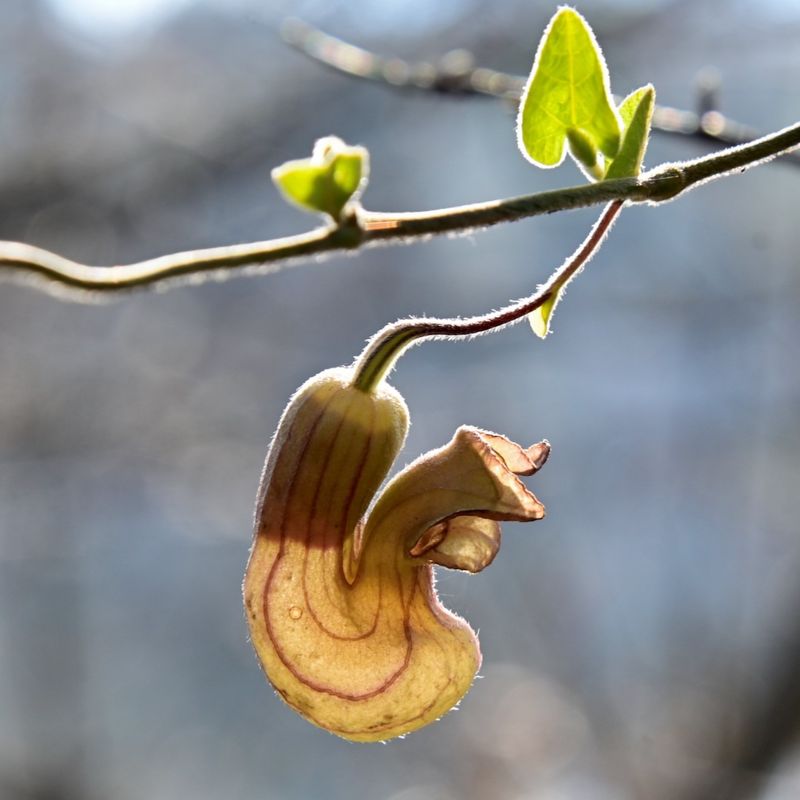 California Pipevine (Aristolochia californica)