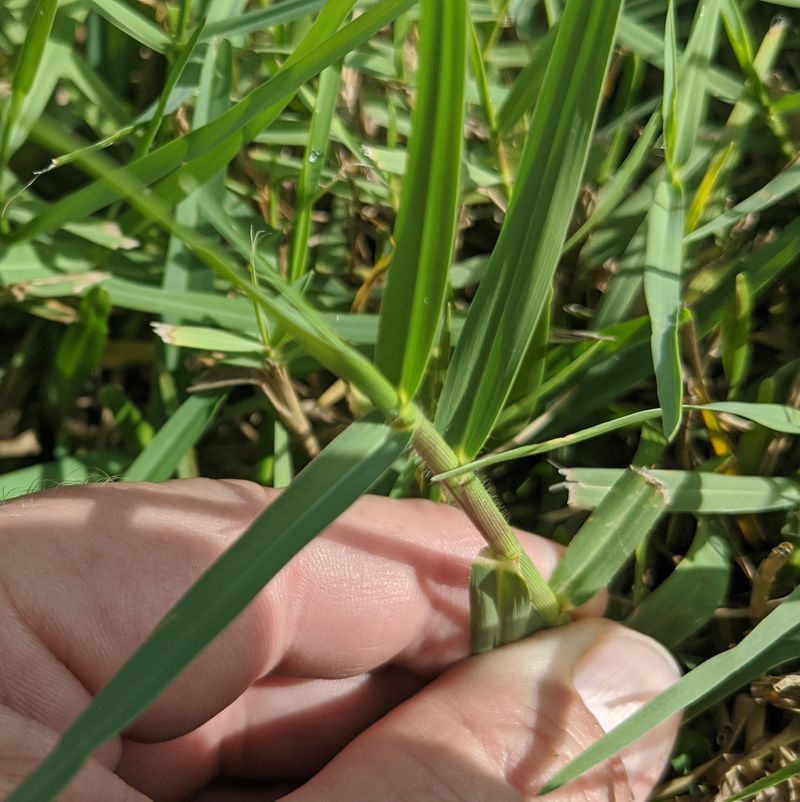 Torpedo Grass Spreads Underground And Won't Stay Put