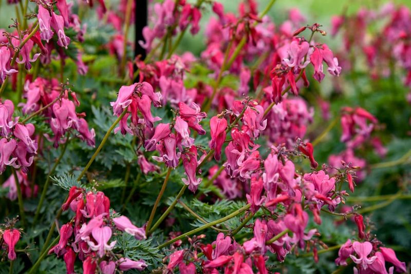 'Passion Hearts' Fernleaf Bleeding Heart (Dicentra Hybrid)