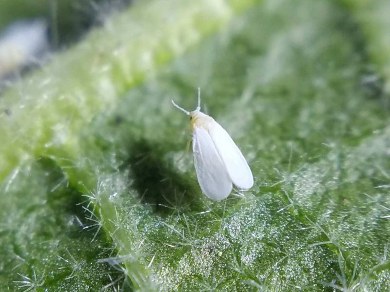 Whiteflies Swarming Greenhouse And Early Tomatoes