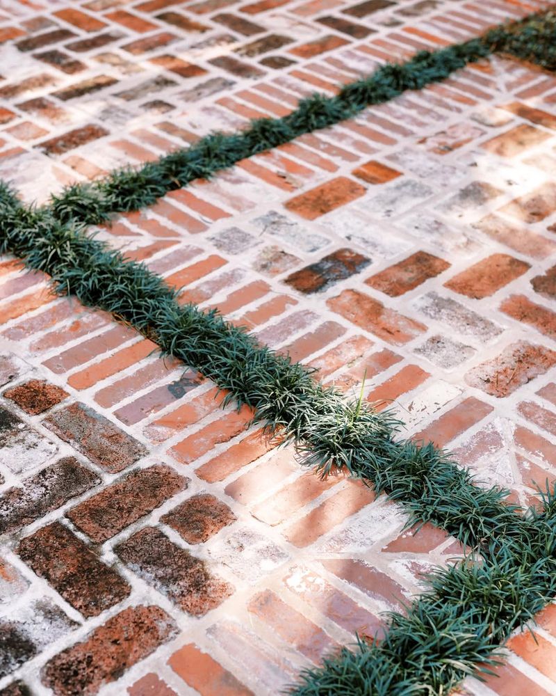 Clean Lines Stay Intact With Dwarf Mondo Grass