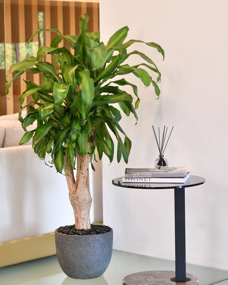 Rotate The Plant To Keep Growth Even And Upright