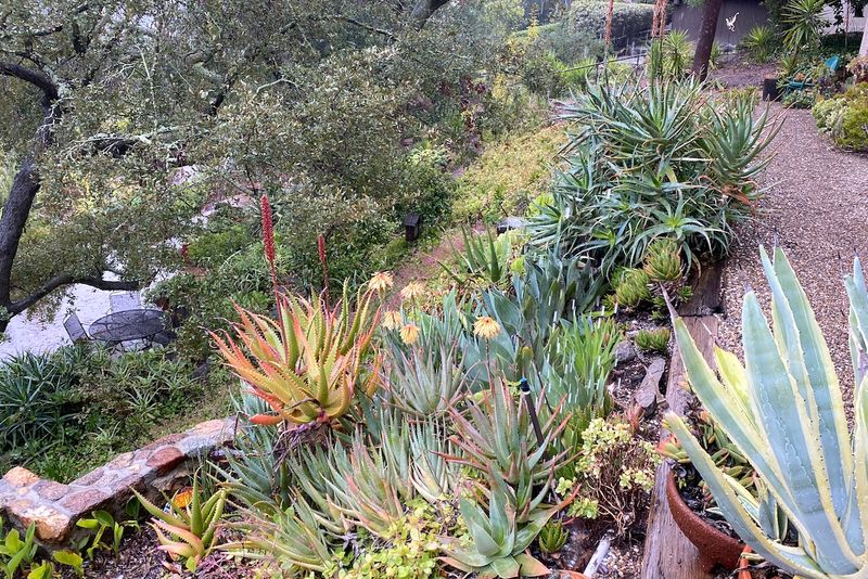 Overwatering During Rainy Weeks