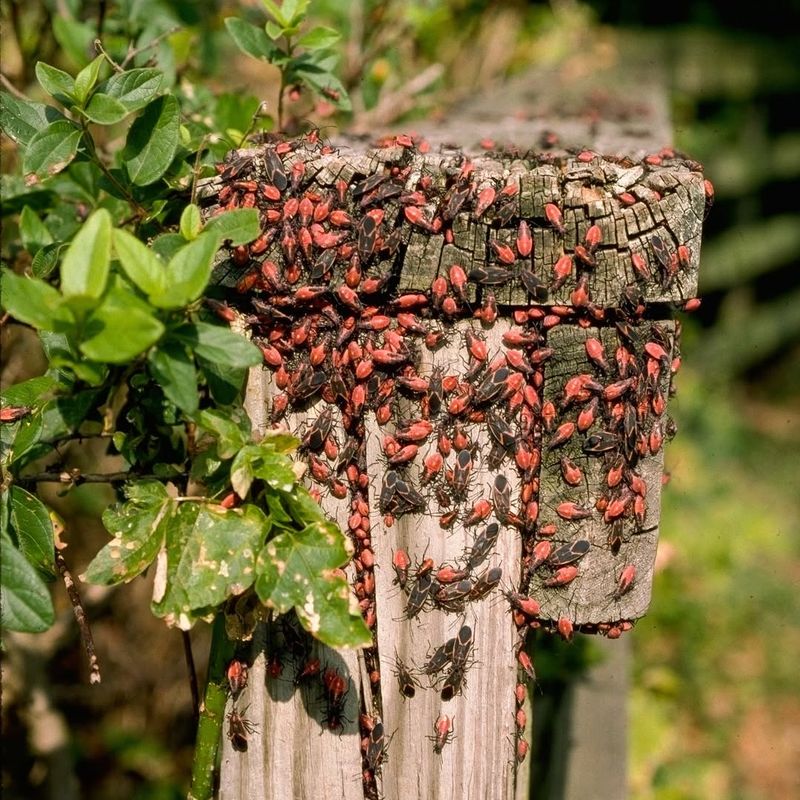 Boxelder Bugs Emerge On Sunny Days Even With Snow On The Ground