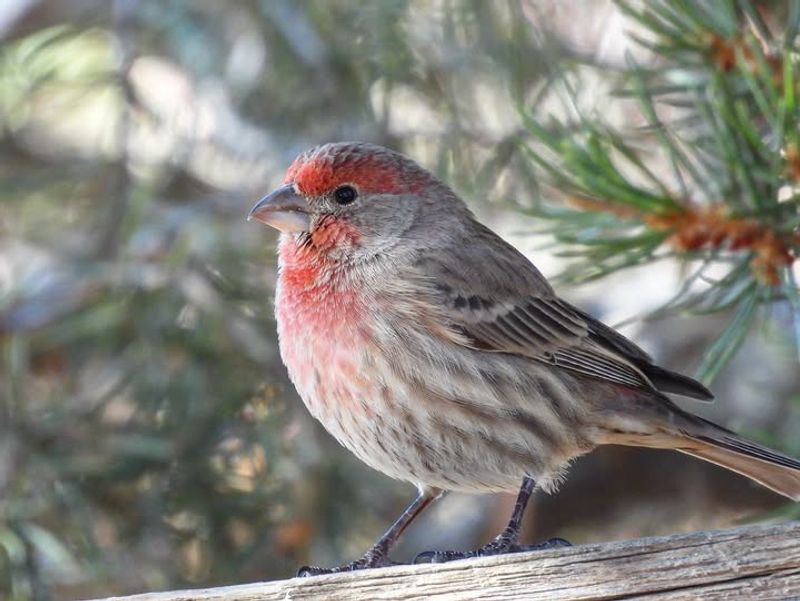 House Finch