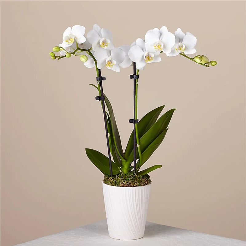 White Moth Orchid