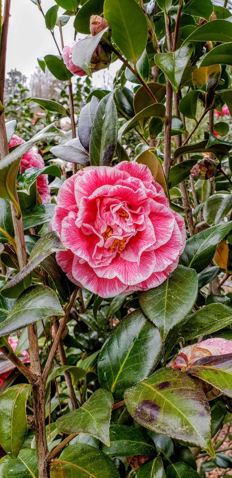 Massee Lane Gardens Features Spectacular Camellias In Spring