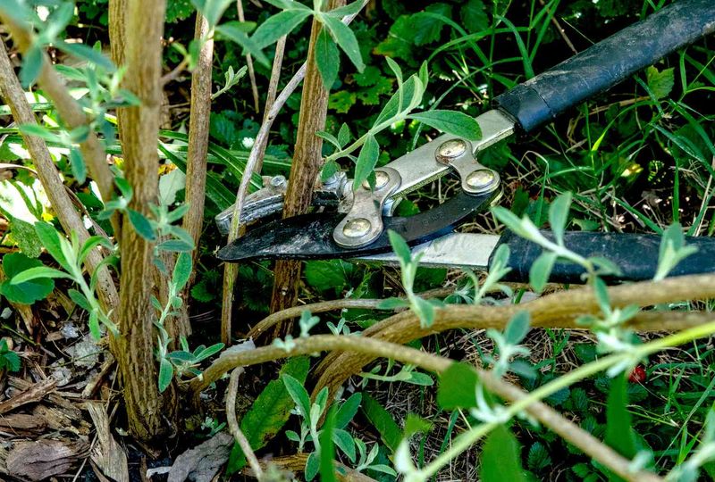 Butterfly Bush (Buddleja Davidii)