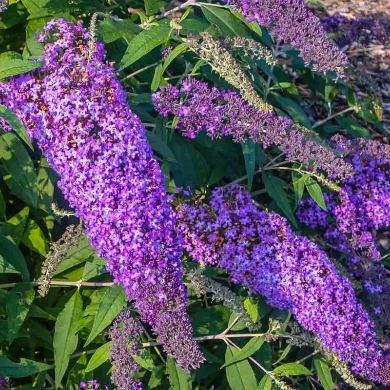 Butterfly Bush (Buddleja Davidii)