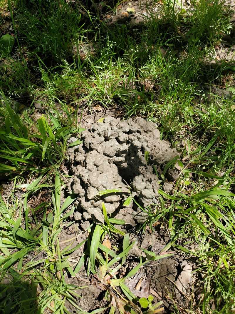 Holes Under Sheds, Decks, Or Fences