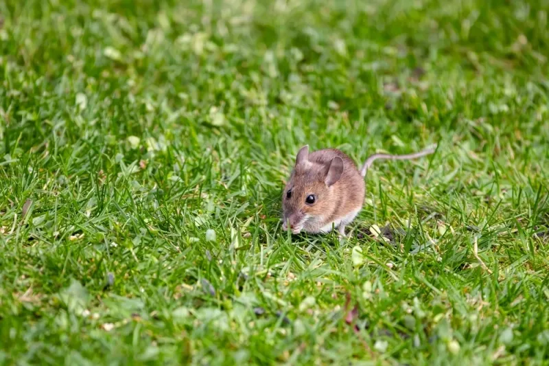 Mice Or Rat Activity