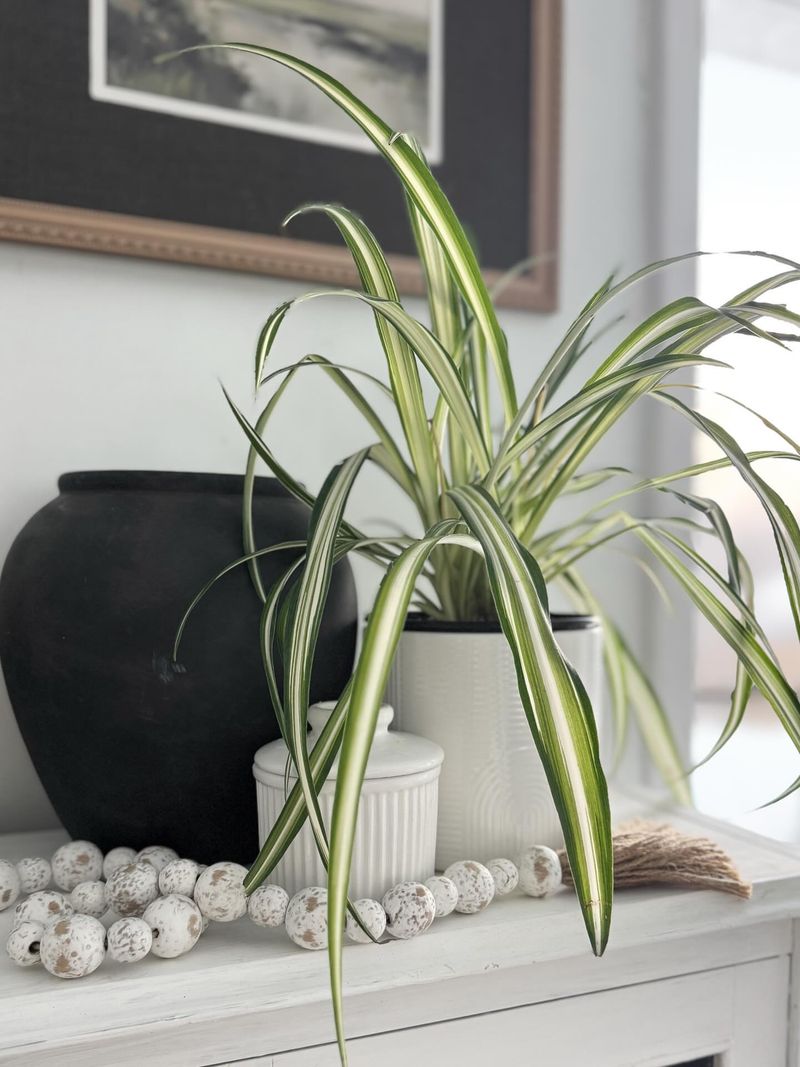 Spider Plant