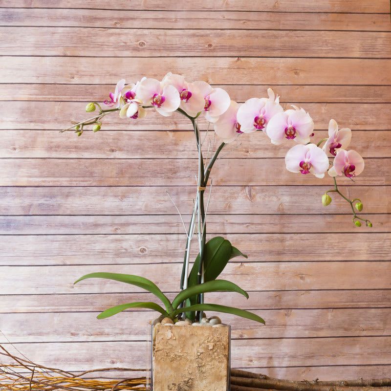 Orchid (Pink Or White)