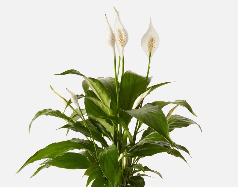 Peace Lily Creates A Soft Relaxing Mood