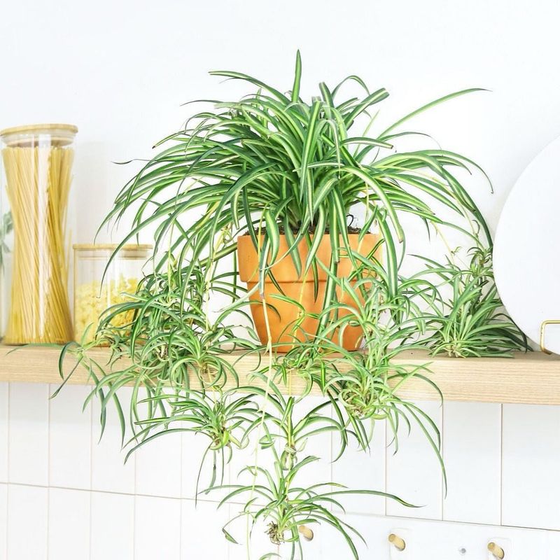 Spider Plant Adds Movement And Cheer To Any Room