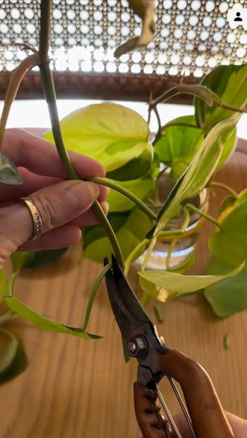 Philodendron Roots Easily From Stem Cuttings