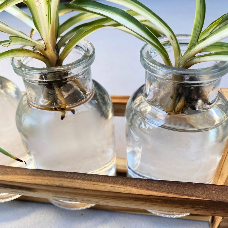 Spider Plant Babies Grow With Ease