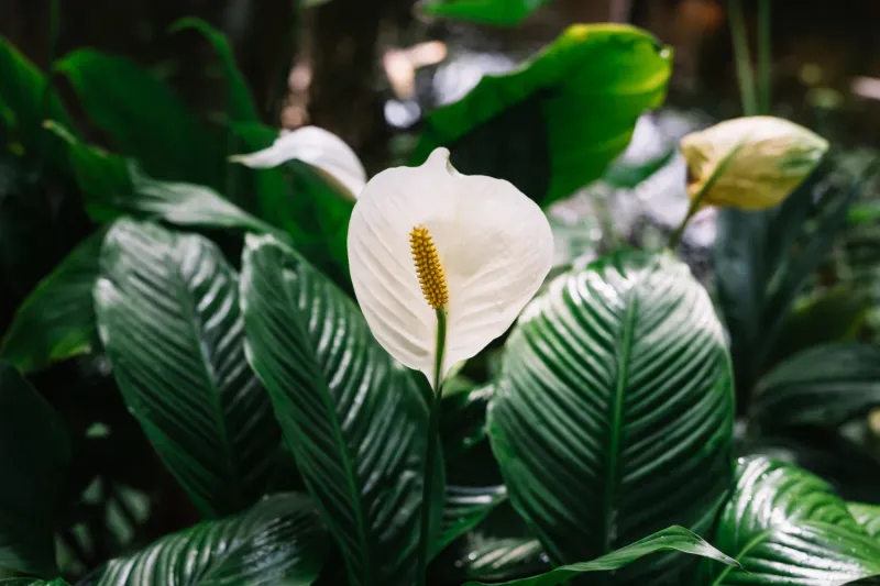 Peace Lily Promotes Harmony