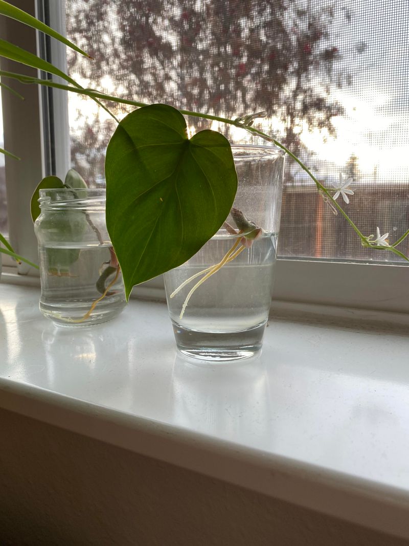 Heartleaf Philodendron (Philodendron hederaceum)