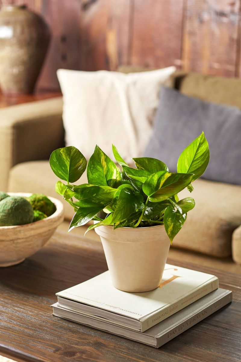 Pothos (Epipremnum aureum)
